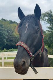 ㉟ジュライ(オーナー決定)