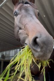 ⑬メメ(2口)山武