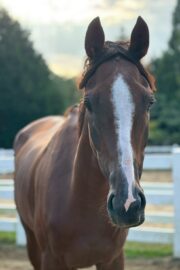 ㉚アイリス(8口)　大阪