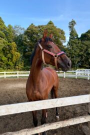 ⑰ユメ(2口)　山武