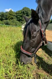 ㉟ジュライ(オーナー決定)