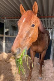 テラ(オーナー決定)