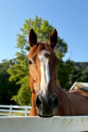 ㉖永遠(とわ)(8口)　大阪