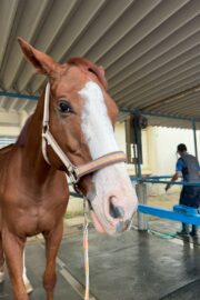 ②ハル(2口)　山武