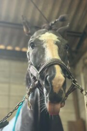 ㉕ラファ(9口)　大阪