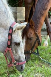 ㉛ミラクル(9口)　山武