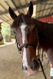 ㉗チャコ(8口)　大阪