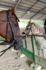 ㉚アイリス(8口)　大阪