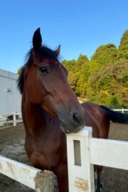 ⑮ヒメ(1口)　山武