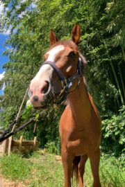 ⑥ノア(2口)　山武