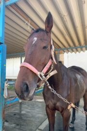 ⑲イヴ(1口)　山武