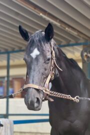 ⑧ピノ(8口)　山武