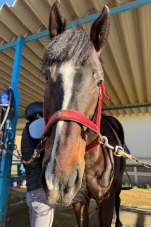 ⑤ハオ(1口)　山武