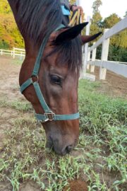 ⑨つむぎ(1口)　山武