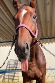 ③エル(2口)　山武