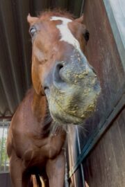 ⑭シャイン(8口)　山武