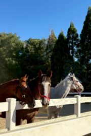 ㉝ マリア (8口)　四木