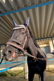 ⓪マッシュ(1口)山武