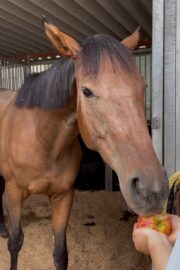 ⑱あゆみ(1口)　山武