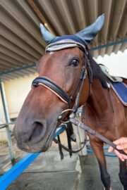 ⑰ユメ(2口)　山武