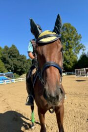 ⑱あゆみ(1口)　山武