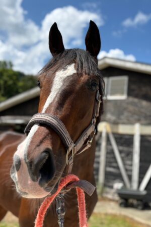 ㉗チャコ(8口)　大阪