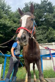 ㉝ マリア (8口)　四木