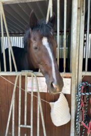 ⑤ハオ(1口)　山武