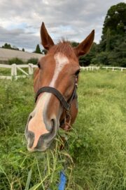 ㉜ククナ(8口)　四木