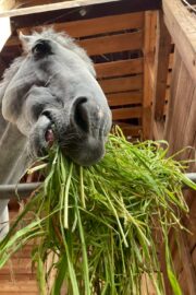 ㉘ヒカル(12口)　大阪