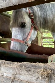 ㉘ヒカル(12口)　大阪
