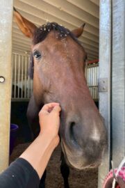 ⑱あゆみ(1口)　山武