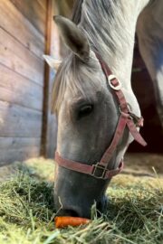 ㉘ヒカル(12口)　大阪