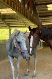 ㉛ミラクル(9口)　山武