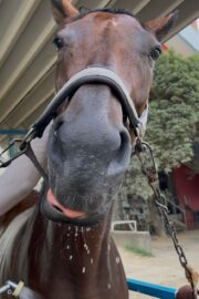 ⑮ヒメ(1口)　山武