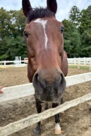 ④ケン(4口)　山武