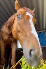 ⑭シャイン(8口)　山武