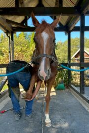 ㉜ククナ(8口)　四木