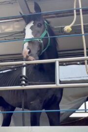 ㉕ラファ(9口)　大阪