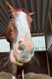 ②ハル(2口)　山武