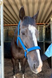 ㉓アンジュ(8口)　山武