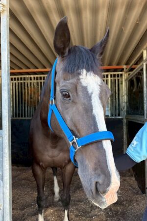 ㉓アンジュ(8口)　山武