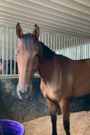 ⑱あゆみ(1口)　山武