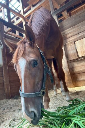 ㉜ククナ(8口)　四木