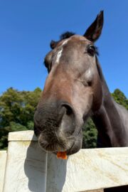 ㉔ヒナタ(8口)　山武