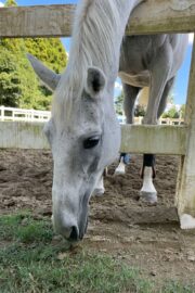 ㉛ミラクル(9口)　山武