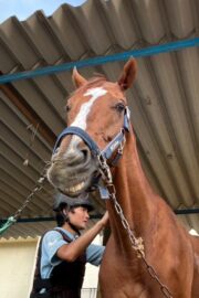 ⑭シャイン(8口)　山武