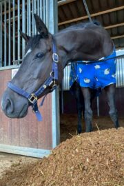 ⑧ピノ(8口)　山武