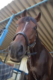 ④ケン(4口)　山武