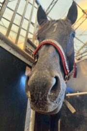 ㉟ジュライ(オーナー決定)